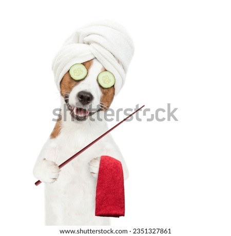 Funny Jack russell terrier puppy with towel on it head and with a piece of cucumber on it eyes points away on empty space. isolated on white background