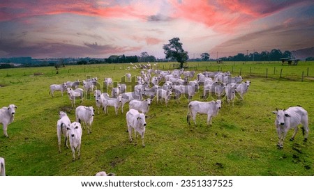 Nelore cattle on a farm in Brazil. Aerial view of oxen and cows Royalty-Free Stock Photo #2351337525
