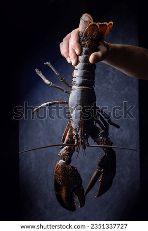 Live lobster on a dark background. Close up Royalty-Free Stock Photo #2351337727