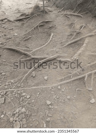 Roots and tree trunks on a mountain hiking trail