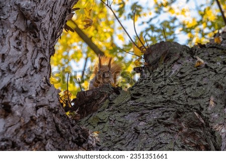 Red-haired squirrel on a tree looks at the camera, autumn tree, park