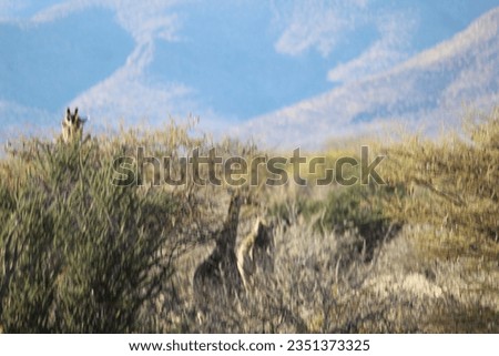 giraffe herd in damaraland namibia