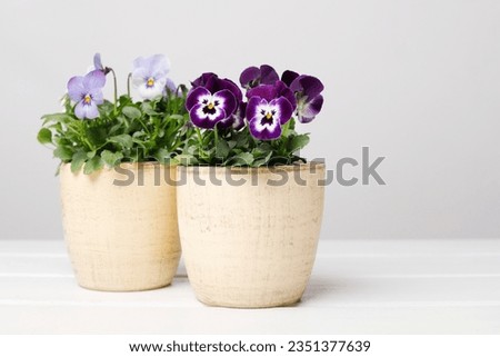 A beautiful pansy flowers in the pot. Royalty-Free Stock Photo #2351377639