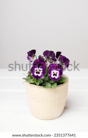 A beautiful pansy flowers in the pot. Royalty-Free Stock Photo #2351377641