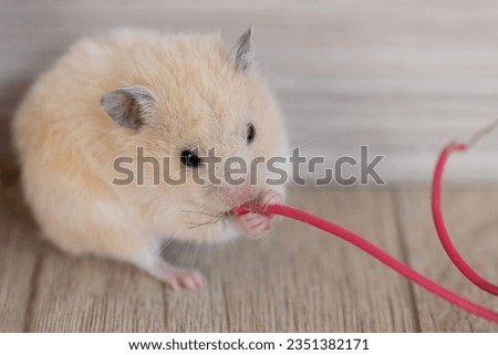 The hamster is gnawing on the cable. Causing damage from rodents. Losses from pets. The threat of fire from damage to electrical wiring Royalty-Free Stock Photo #2351382171