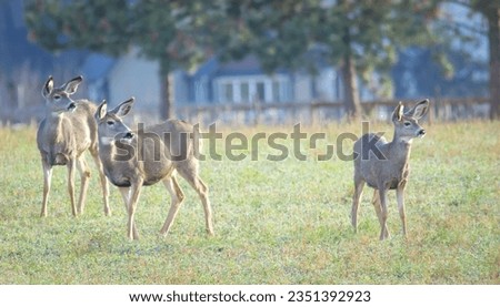 Deer are hoofed ruminant mammals forming the family Cervidae