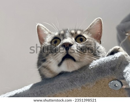 Closeup Portrait of a Funny Tabby Kitten with Head Hanging from Cat Tree, Wide-Eyed in Amusement on a White Background