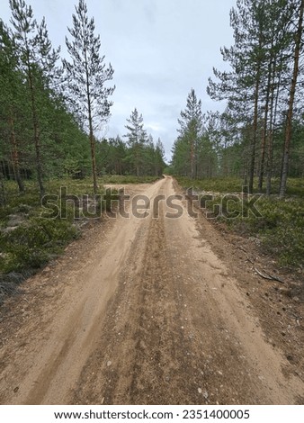 dirt road in the forest, on a summer day, photo