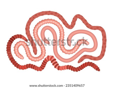 Curled crawlling earthworms isolated on white background. Vector illustration.