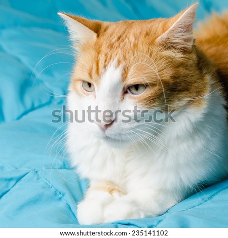 cat, red and white, on a blue background