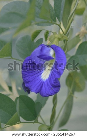 close-up photo of butterfly pea