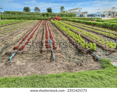 picture of organic vegetable garden