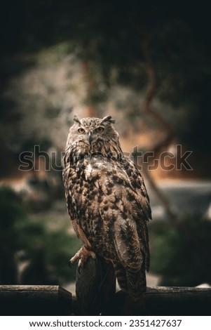 Owl perched on a fence