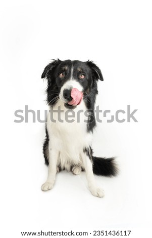 Portrait hungry border collie dog licking its lips with tongue sitting and looking at camera. Isolated on whte background Royalty-Free Stock Photo #2351436117