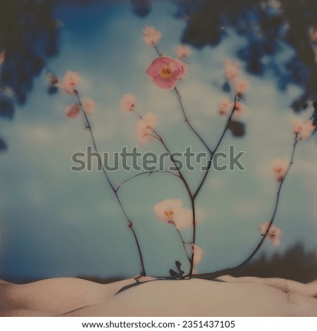 spring flowers, blue sky, nostalgia, hope, park, memory, polaroid photo