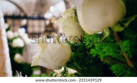 Beautiful white rose and petals on white background. Ideal for greeting for wedding.