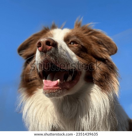 Beautiful brown and white Border Collie