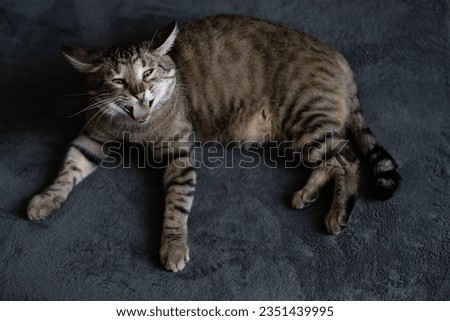 Funny striped gray cat lies on the bed and sneezes