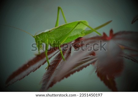 nature, insects, arachnids, winged animals, insects in nature relaxation, natural therapy, insect photography, insect macro photography, grasshoppers, crickets


