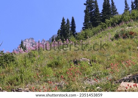 This mountain meadow lies close to the continental divide in Glacier National Park, Montana. These hardy plants survive at high altitudes in a tough environment. Seen from the Going to the Sun Road Royalty-Free Stock Photo #2351453859