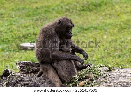 Abstract photo of a female gelada with a cub. Motherhood, love, animal, monkey. Geladas in the zoo enclosure. Mother and child, education, primate. An adult gerbil caring for its young.