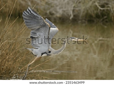 A Blue Heron takes off into flight along a lake bed.  Royalty-Free Stock Photo #2351463499