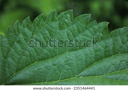 close photo bright green nettle leaf beautiful background images for design and wallpaper. veins and patterns of nettle leaf are visible.