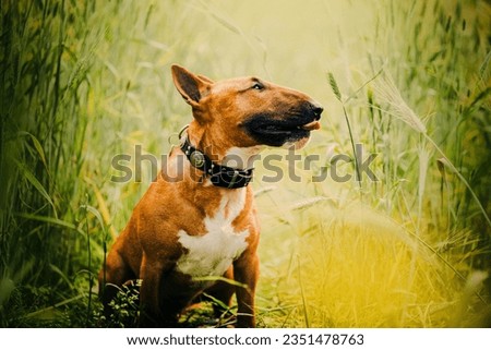 A charming ginger bull terrier sitting amid the wheat shafts in a summer field. Agriculture and pet ownership. Rural living, farming, and the companionship between humans and other furry friends. Royalty-Free Stock Photo #2351478763