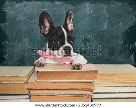 Cute puppy and old books on chalkboard background. Close-up, studio shot, day light. Concept of care, education, obedience training and raising of pets