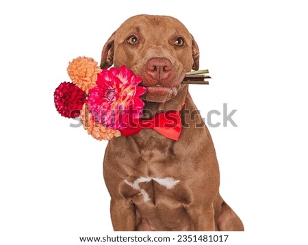 Cute brown dog, bow tie and bright flowers. Close-up, indoors. Studio shot. Congratulations for family, relatives, loved ones, friends and colleagues. Pets care concept