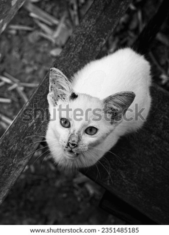 A black and white portrait of a stray cat on the wooden bridge.