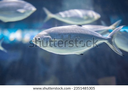 Pompano fish or trachinotus ovatus swimming in group