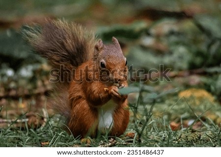 Red squirrel eating a nut.
