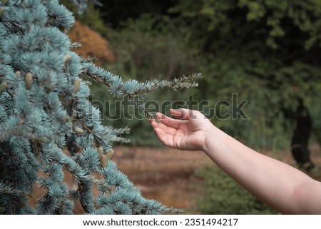 Person Spending Time Outdoors, Enjoying a Blue Atlas Cedar Tree in California in Early Fall, the Hand of a Nature Lover Touching a Green Tree Branch, Peaceful Serene Outdoor Photography in Autumn Royalty-Free Stock Photo #2351494217