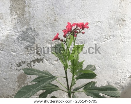Unique Red Flowers And Its Plant