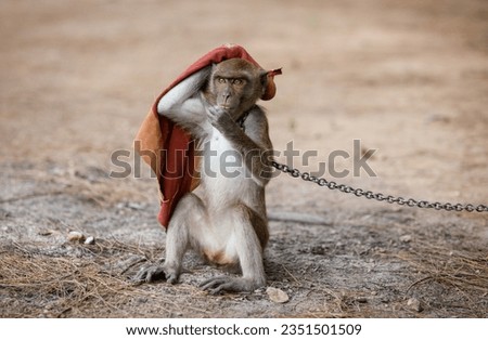 Pet macaque monkey chained around the neck, holding a rag over its head