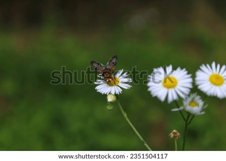 Phasia hemiptera, a fly belonging to the family Tachinidae, on a daisy.