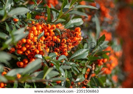 Pyracantha coccinea scarlet red firethorn ornamental shrub, bright orange group of fruits hanging on autumnal shrub, green foliage Royalty-Free Stock Photo #2351506863