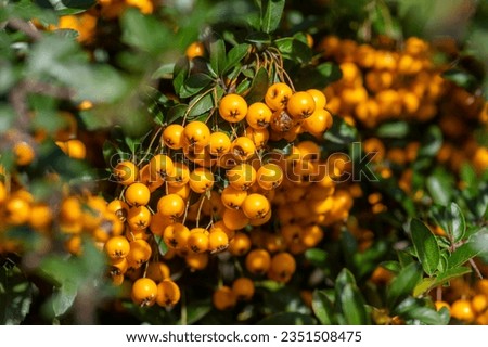 Pyracantha coccinea sunny star scarlet firethorn ornamental shrub, bright orange group of fruits hanging on autumnal shrub, green leaves Royalty-Free Stock Photo #2351508475