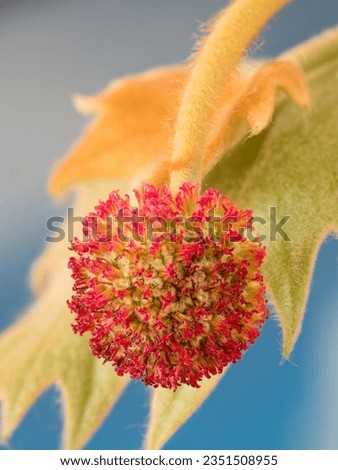 A red flowering inflorescence hangs on a branch of the European plane (Platanus × hispanica). Royalty-Free Stock Photo #2351508955