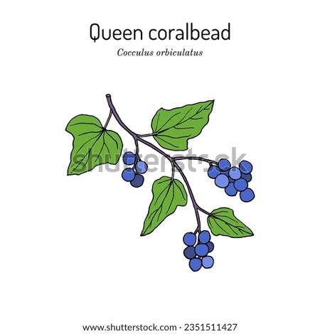 Queen coralbead (Cocculus orbiculatus), medicinal plant. Hand drawn botanical vector illustration