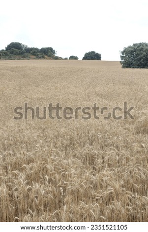 Field of wheat, Harwest of bread wheat , Triticum aestivum, Triticum monococcum Royalty-Free Stock Photo #2351521105