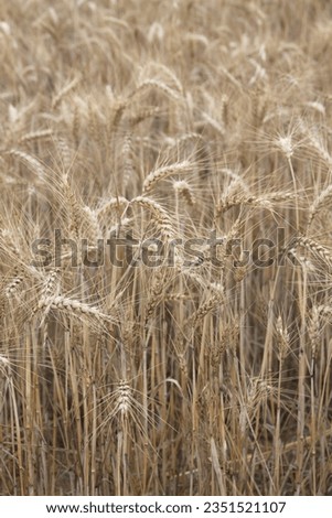 Field of wheat, Harwest of bread wheat , Triticum aestivum, Triticum monococcum Royalty-Free Stock Photo #2351521107