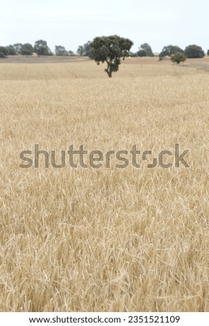 Field of wheat, Harwest of bread wheat , Triticum aestivum, Triticum monococcum Royalty-Free Stock Photo #2351521109