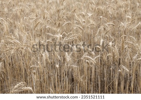 Field of wheat, Harwest of bread wheat , Triticum aestivum, Triticum monococcum Royalty-Free Stock Photo #2351521111