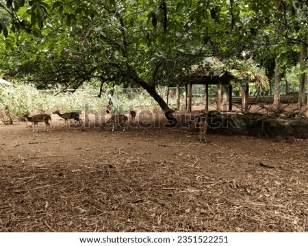 I took this landscape picture in the leopard deer enclosure, they look very undisturbed as they are used to receiving lots of visits from humans