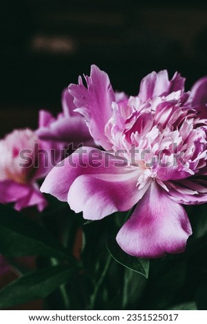 gently pink peonies with green leaves stand in a vase. closeup photo