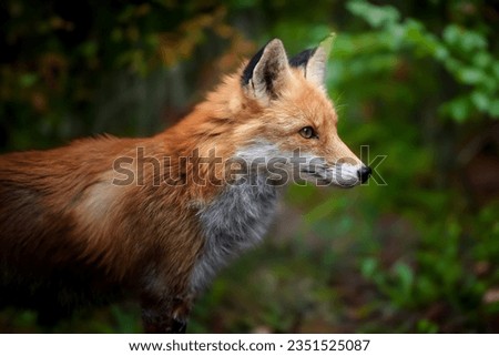 Red fox, vulpes vulpes in forest. Wild animal in natural environment. Wildlife scene from nature