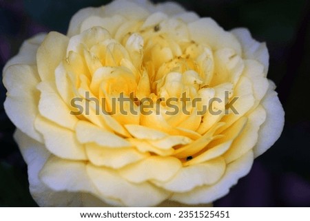 Single, soft, yellow rose flower (also known as meilove rose)