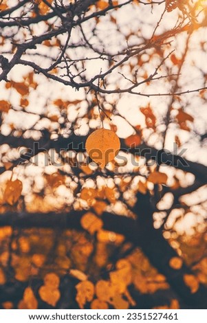 Autumn trees leaves against the sky. Selective focus. Nature.